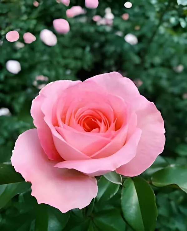 Climbing_Rose_Plant