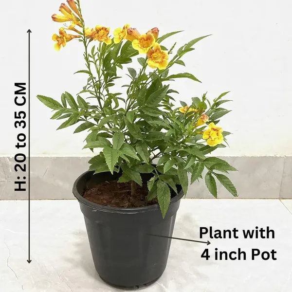 Tecoma_Dwarf_Plant