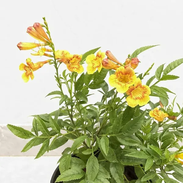 Tecoma_Dwarf_Plant