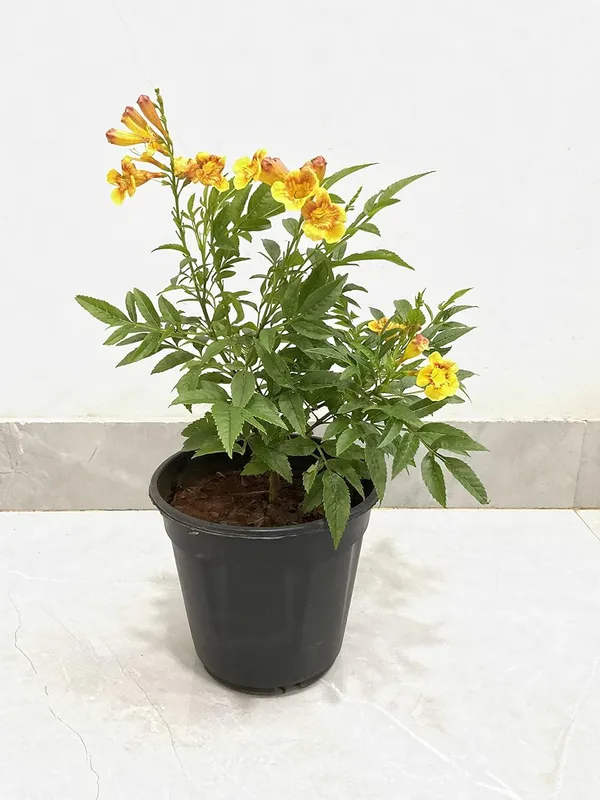 Tecoma_Dwarf_Plant