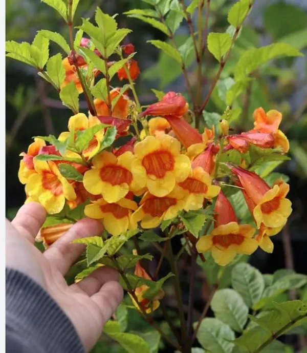 Tecoma_Dwarf_Plant