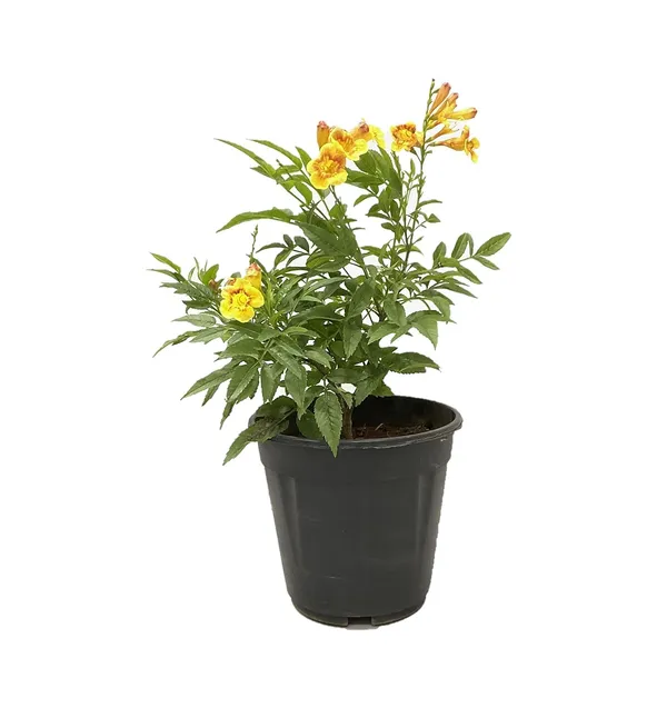 Tecoma_Dwarf_Plant