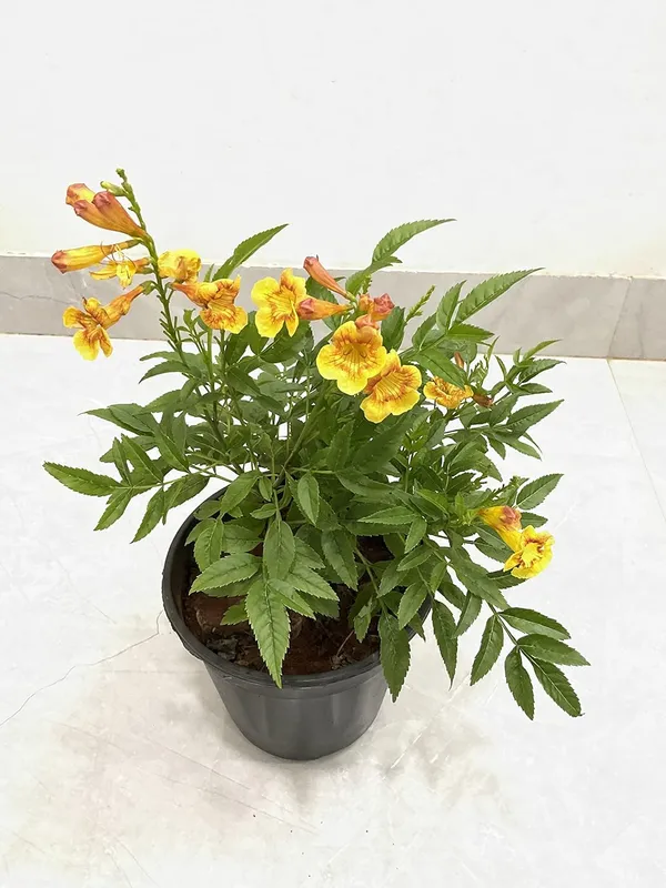 Tecoma_Dwarf_Plant