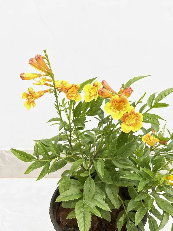 Tecoma_Dwarf_Plant
