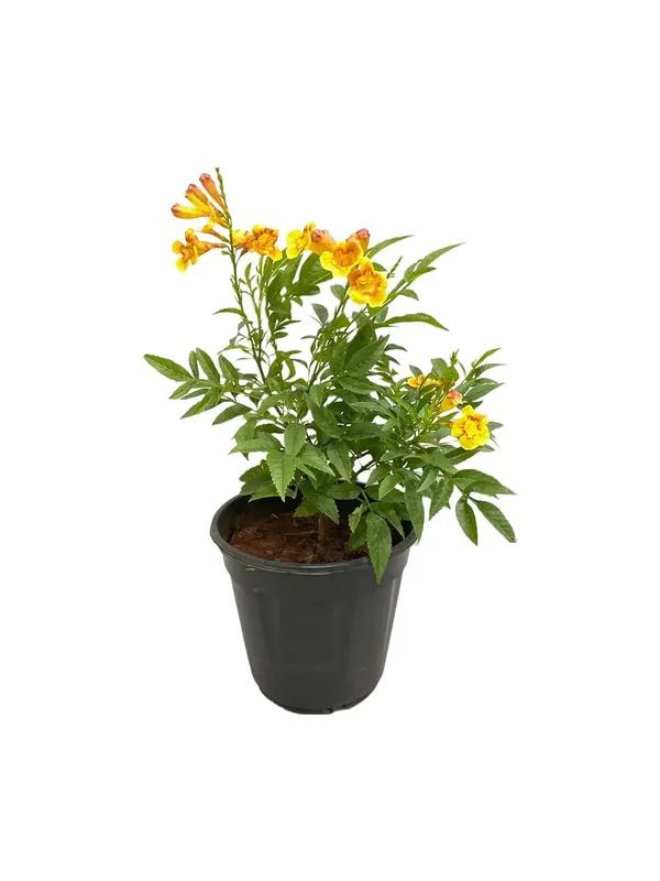 Tecoma_Dwarf_Plant
