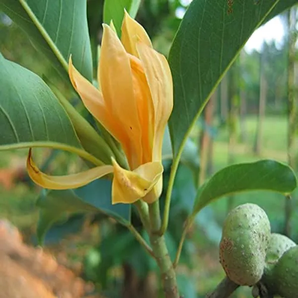 Magnolia_Champaca_Plant