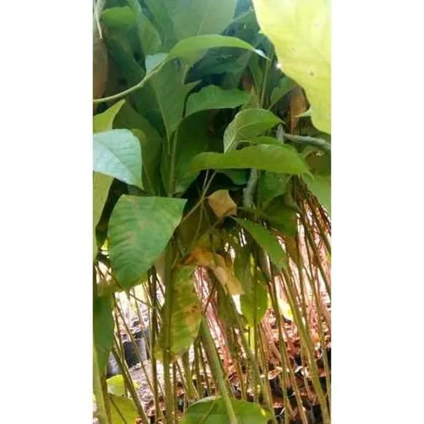 Magnolia_Champaca_Plant