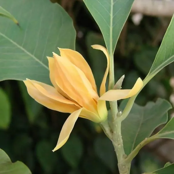 Magnolia_Champaca_Plant