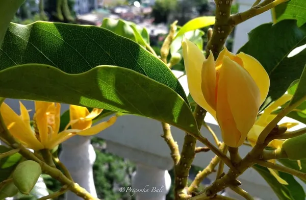 Magnolia_Champaca_Plant