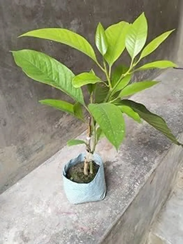 Magnolia_Champaca_Plant