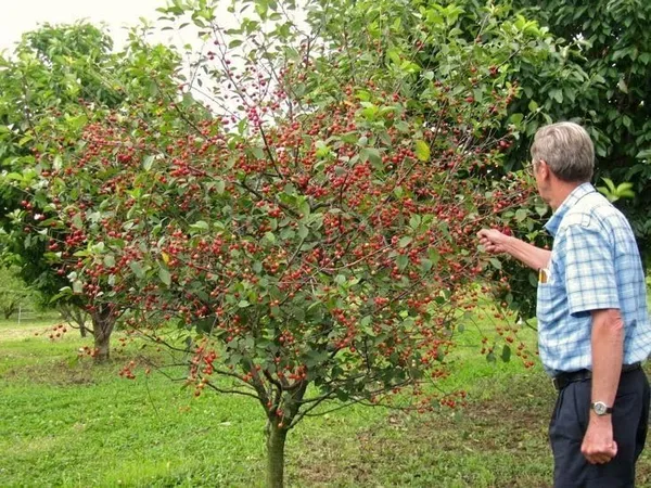 Cherry_Fruit_Plant