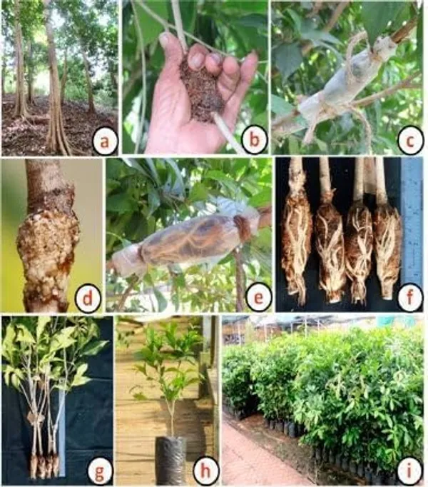 Cherry_Fruit_Plant