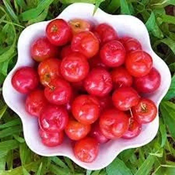 Cherry_Fruit_Plant