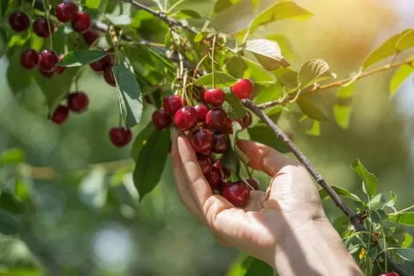 Cherry_Fruit_Plant