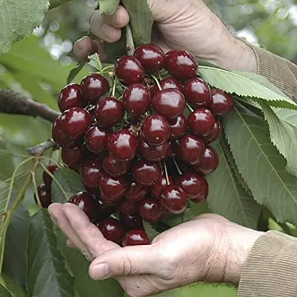 Cherry_Fruit_Plant