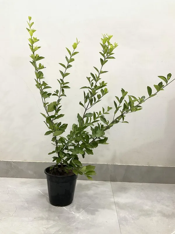 Cherry_Fruit_Plant