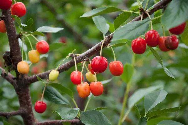 Cherry_Fruit_Plant