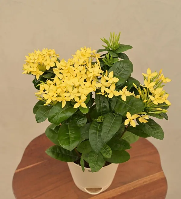 Ixora_Plant
