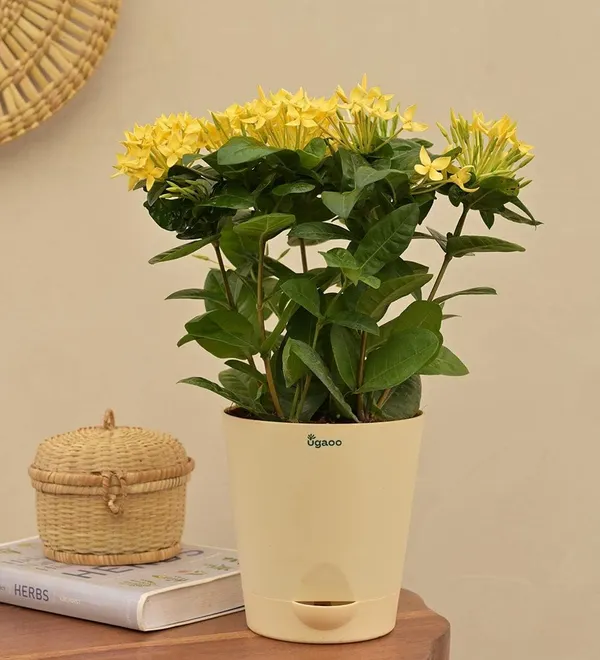 Ixora_Plant