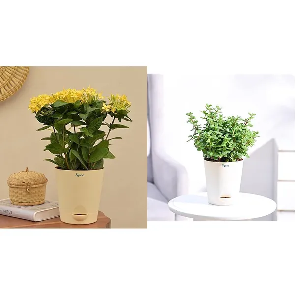 Ixora_Plant