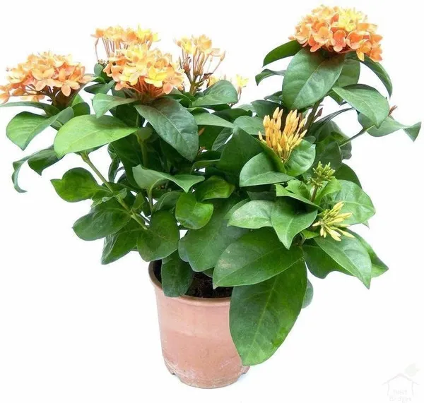 Ixora_Plant