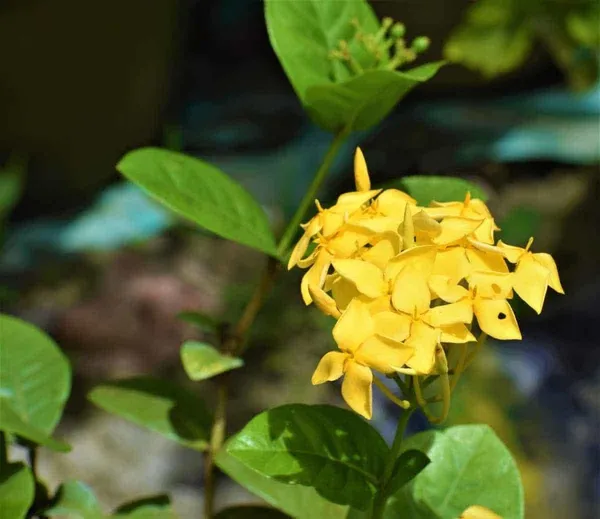 Ixora_Plant