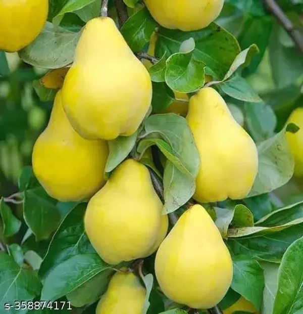 Pear_Fruit_Plant