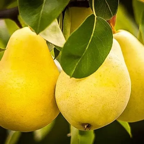 Pear_Fruit_Plant