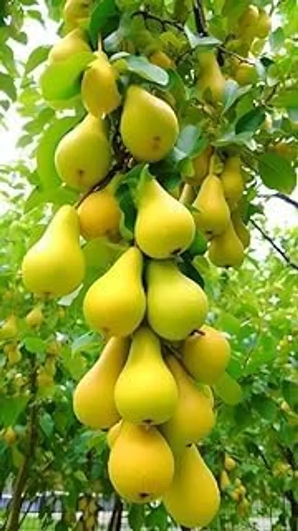 Pear_Fruit_Plant