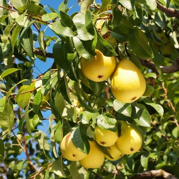 Pear_Fruit_Plant