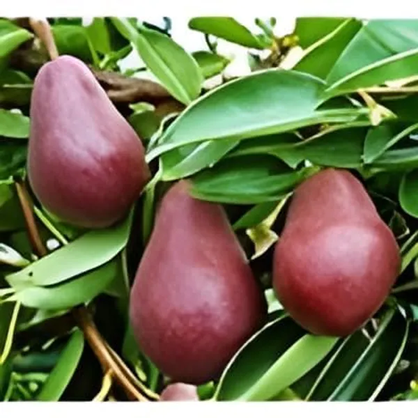 Pear_Fruit_Plant