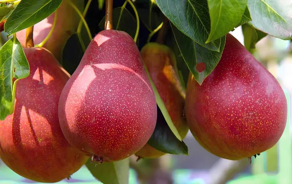 Pear_Fruit_Plant