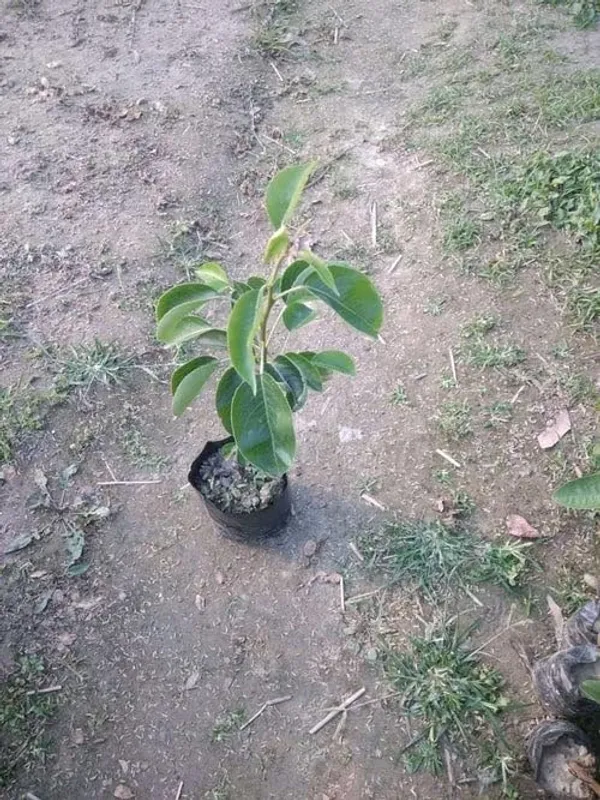 Pear_Fruit_Plant