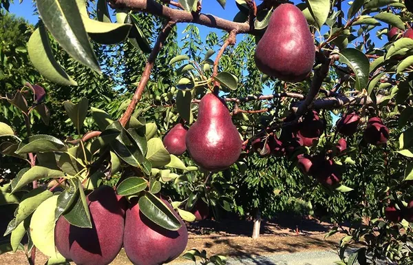 Pear_Fruit_Plant