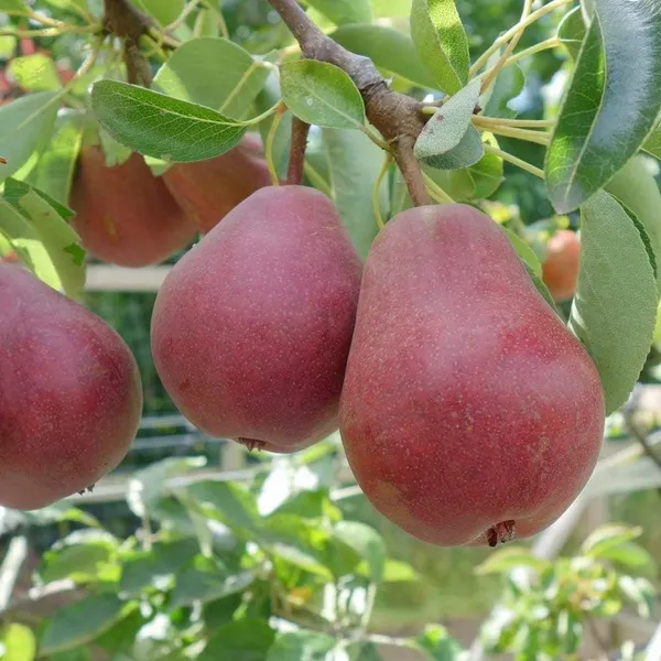 Pear_Fruit_Plant