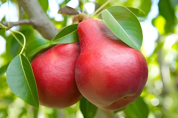 Pear_Fruit_Plant