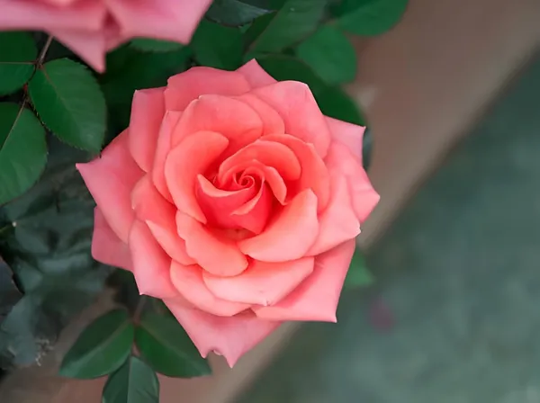 Climbing_Rose_Plant