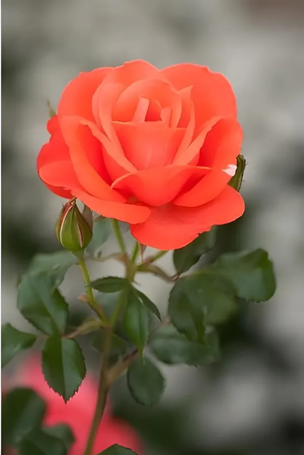 Climbing_Rose_Plant