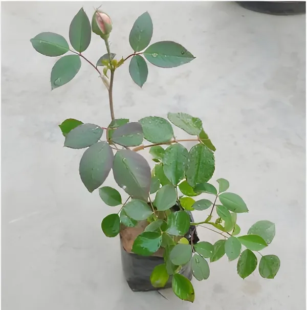 Climbing_Rose_Plant