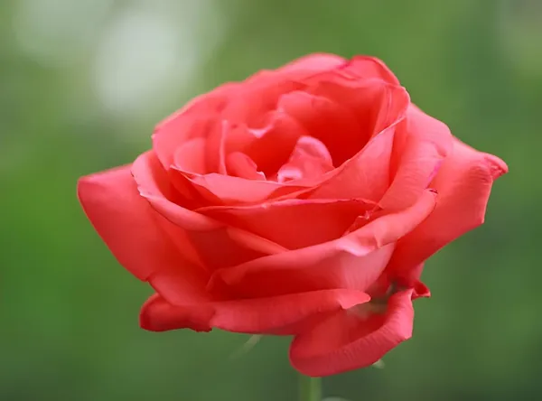 Climbing_Rose_Plant