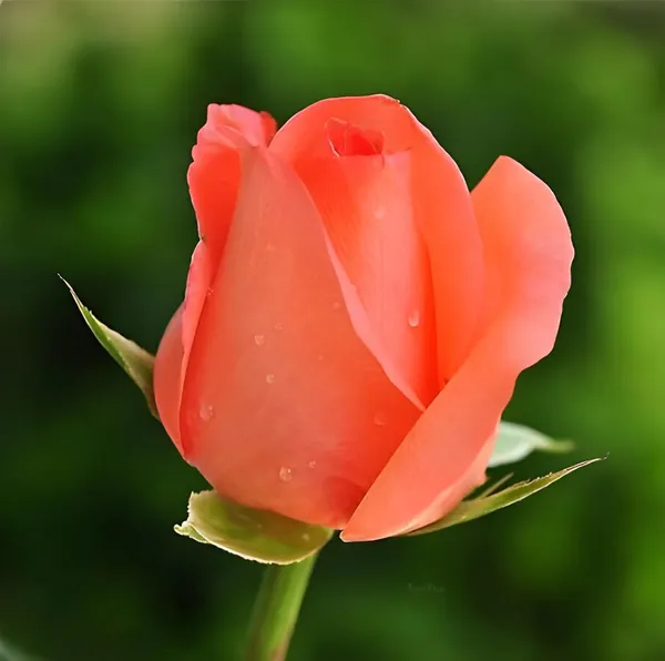 Climbing_Rose_Plant