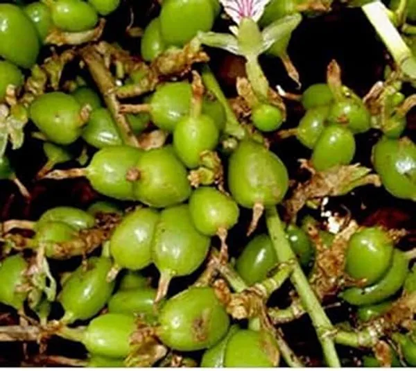 Cardamom_Plant