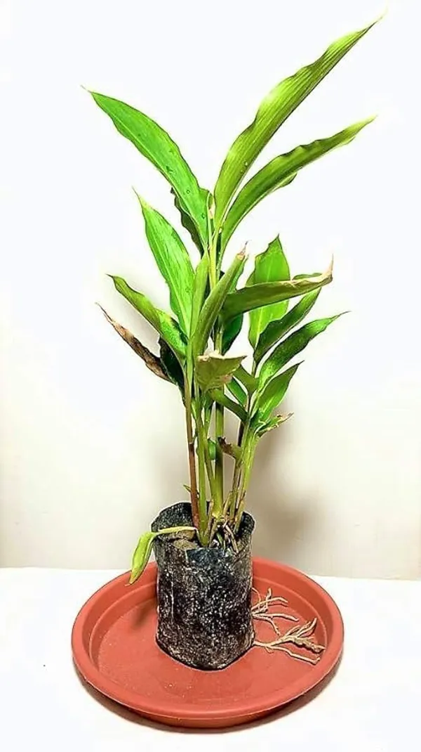 Cardamom_Plant