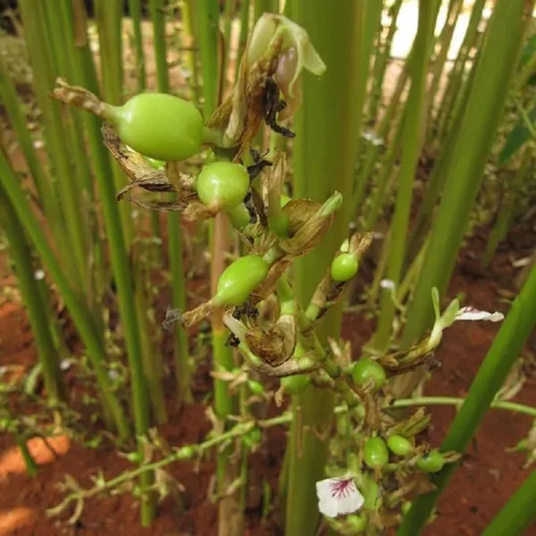Cardamom_Plant
