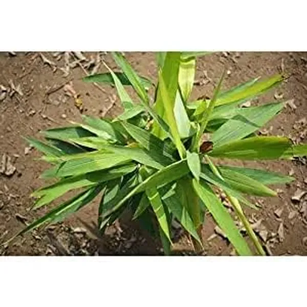 Cardamom_Plant