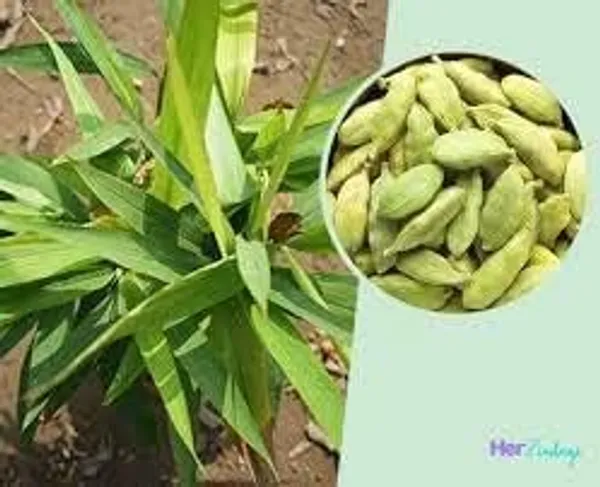 Cardamom_Plant