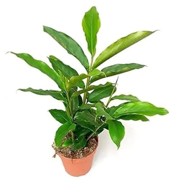 Cardamom_Plant
