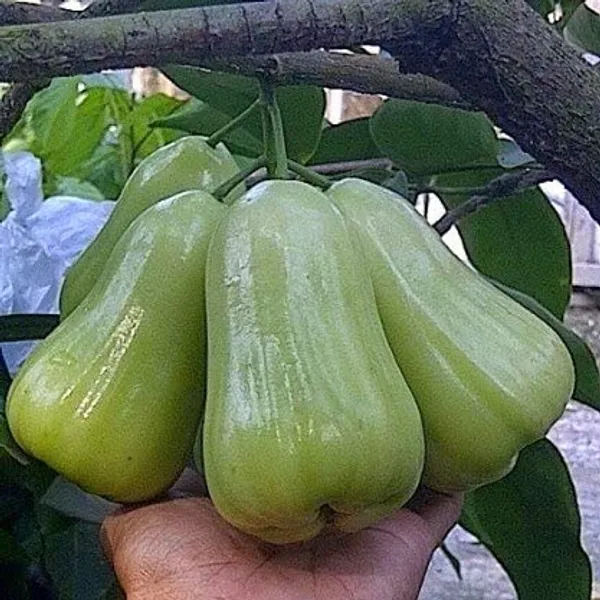 Java_Apple