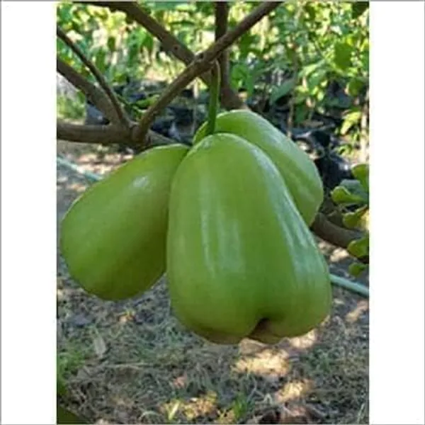 Java_Apple