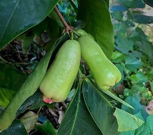 Java_Apple